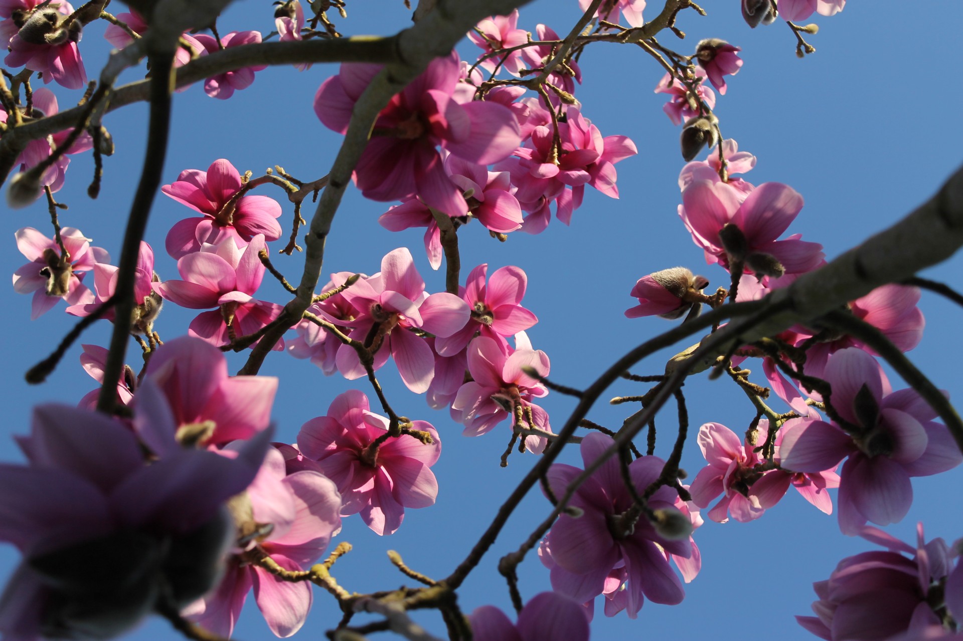 A magnolia flowering in the spring sunshine
